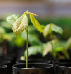 Seedlings