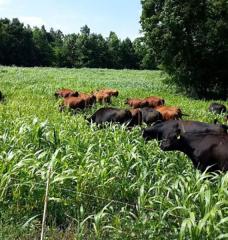 How will U.S. land use change by 2050?